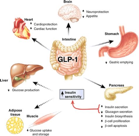 What Is The Mechanism Of Action Of Glp-1 Agonists