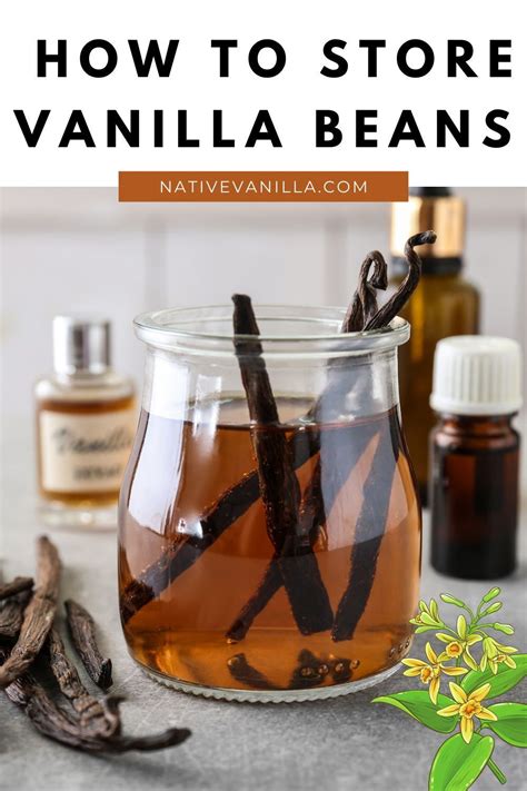 Guide: How to store vanilla beans | Vanilla bean, Grow vanilla beans, Vanilla