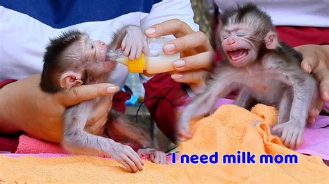 Baby monkey Santa she is crying when she need milk - Poor baby hug her bottle milk very strong ...