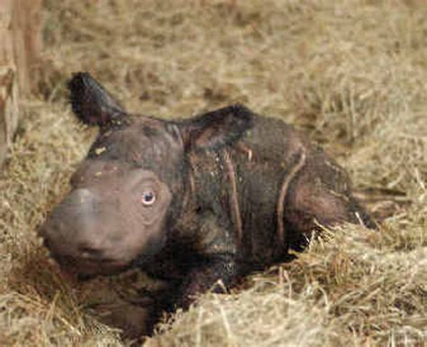 Sumatran rhino gives birth in captivity again | The Spokesman-Review