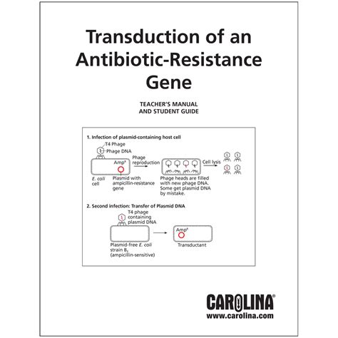 Transduction of an Antibiotic-Resistance Gene Digital Resources ...