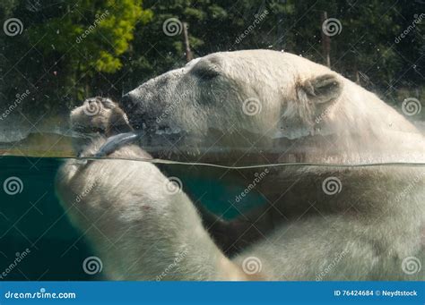 Polar Bear Eating a Fish in the Water Stock Photo - Image of pole, king: 76424684