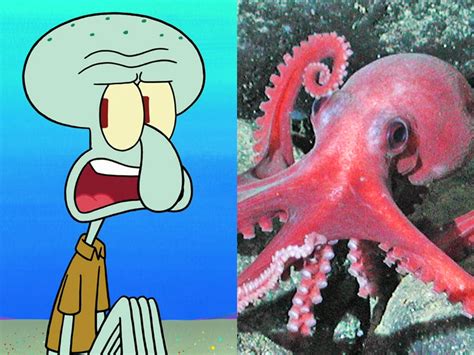 Squidward Tentacles from 'SpongeBob' is an octopus - Business Insider