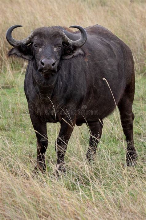 Cape Buffalo Herd, Kenya, Africa Stock Photo - Image of horned ...