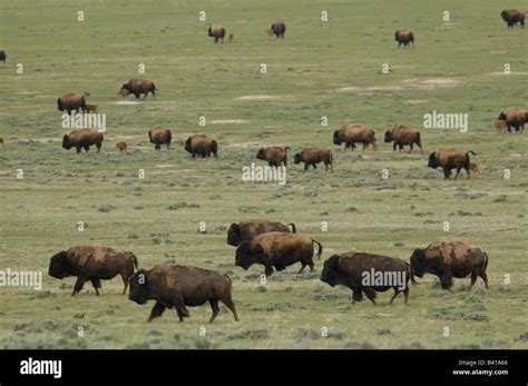 Durham bison ranch hi-res stock photography and images - Alamy