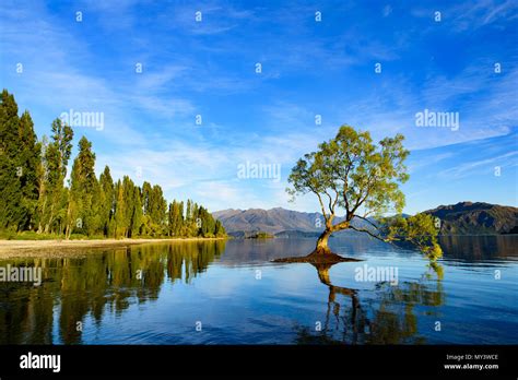 Wanaka tree in Lake Wanaka with reflection on the water at sunrise time ...