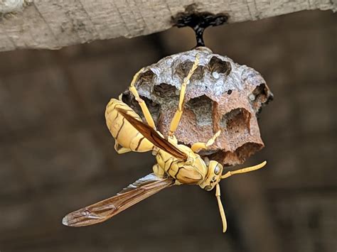 How To Prevent And Remove A Wasp Nest - The Homey Space