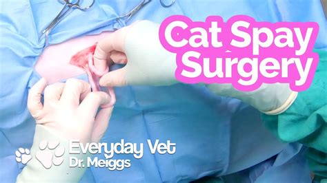 Cat Spay Surgery | A walkthrough of the surgical procedure - YouTube