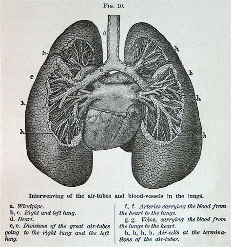 Untitled | Lungs drawing, Anatomy art, Scientific illustration