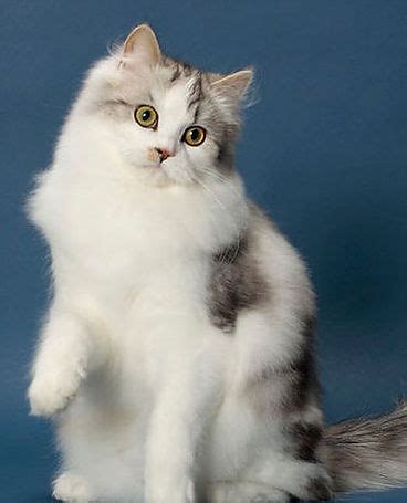 The RagaMuffin Kitten Breeders Society