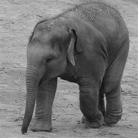 Free Images : black and white, trunk, animal, wildlife, zoo, mammal, fauna, black white, indian ...