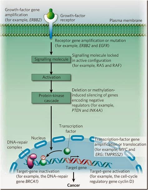 Difference between Oncogene and Tumor Suppressor Genes