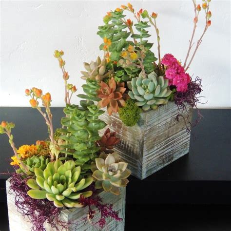 SucculentDuo478 Tall Succulents, Purple Succulents, Succulents In ...