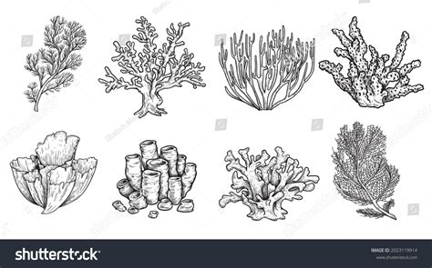 2,132 Sea Sponge Drawing Images, Stock Photos & Vectors | Shutterstock