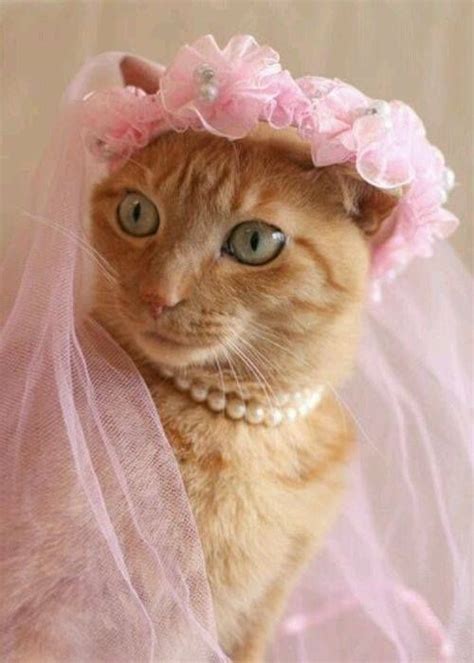 Princess... Cat (500×700) | Cute cats, Beautiful cats, Crazy cats