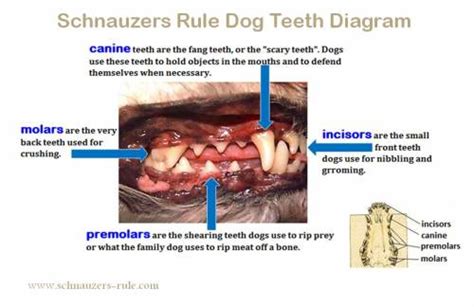 Dog Teeth Diagram & Mouth Problems