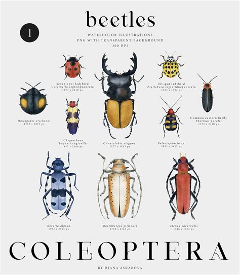 Coleoptera. Beetles collection on Behance