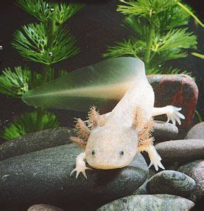 Axolotl | Description, Diet, Habitat, & Lifespan | Britannica