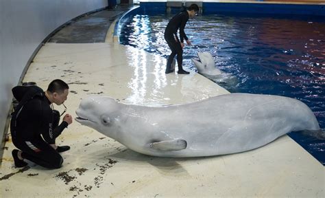 World's first open water sanctuary created for beluga whales in captivity - The Irish News