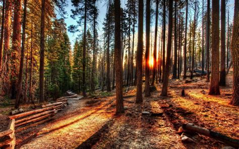 Forest Sunrise Wallpapers - Top Free Forest Sunrise Backgrounds - WallpaperAccess