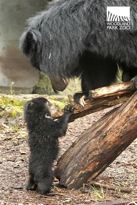 Woodland Park Zoo Blog: A Sloth Bear Cub’s Guide to Exploring