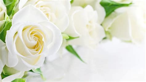 HD wallpaper: White Rose, white roses | Wallpaper Flare