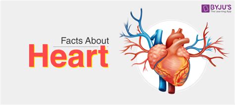 Facts About Heart- Interesting and Surprising Facts @ BYJU’S