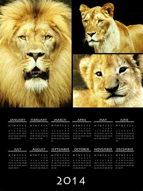 2014 Lion Calendar Free Stock Photo - Public Domain Pictures