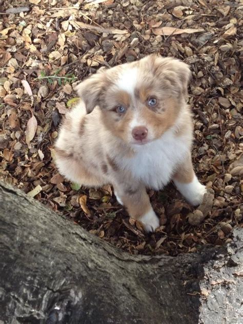 Red Merle Mini Australian Shepherd Puppy | Dogs | Pinterest