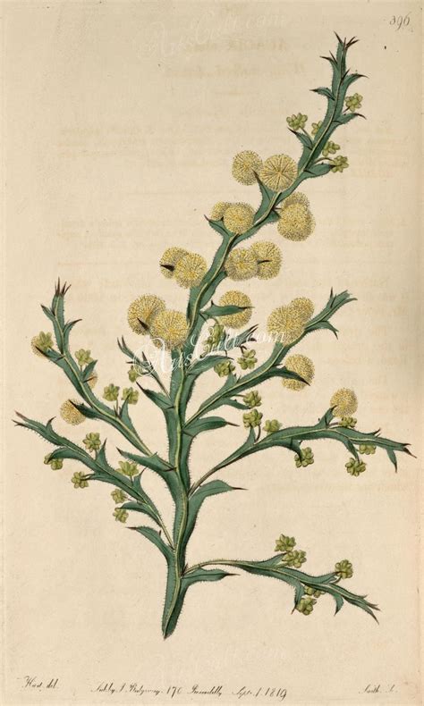 396-acacia alata, Wing-stalked Acacia ... | Botany illustration, Botanical illustration ...