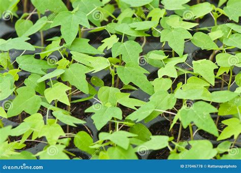 Young plant stock photo. Image of farming, soil, gardening - 27046778