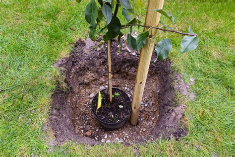 Top Tips For Fruit Trees | Jung Seed’s Gardening Blog