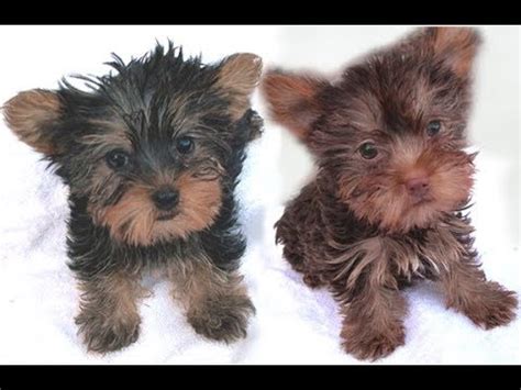 Chocolate Yorkie / Chocolate Yorkshire Terrier Male Puppy for Sale in ... : It's not something ...