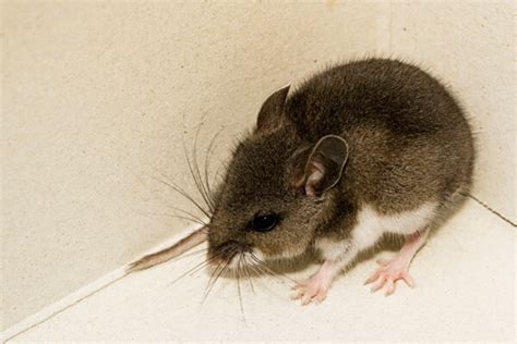 Deer Mice: Facts, Control & Extermination