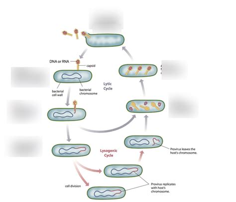lytic cycle Diagram | Quizlet