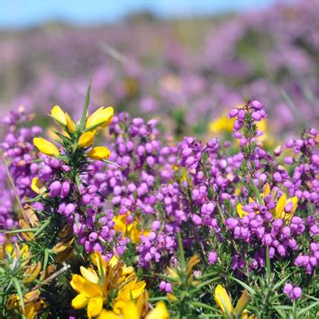 Biodiversity and conservation of heathlands (Invited Review)