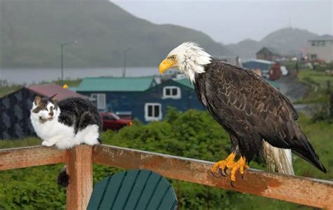 Adorable video shows bald eagle, wild fox and cats hanging out on a porch in Alaska - blog ...