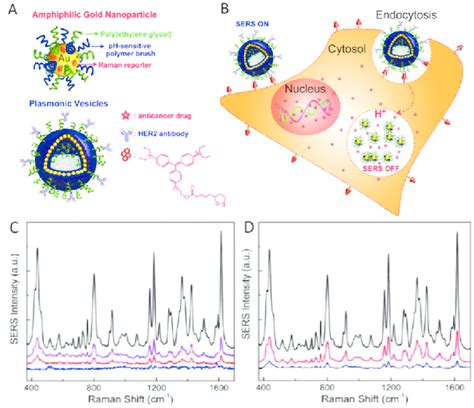 (A) Schematic illustration of the amphiphilic gold nanoparticle coated... | Download Scientific ...