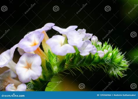 Beautiful of Heliotropium Indicum Flower Stock Photo - Image of indicum ...