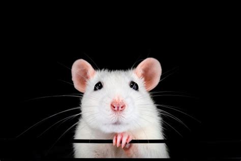 'Rat-human hybrids' to be developed in Japan after government signs off ...