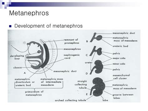 PPT - Chapter 5. Anatomy and Embryology PowerPoint Presentation, free download - ID:652263