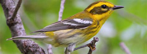 Townsend's Warbler - American Bird Conservancy