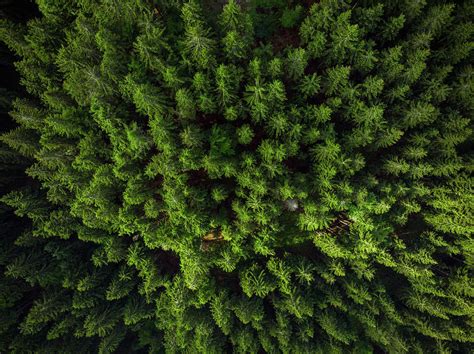 Green forest birds eye view, drone photo Photograph by Marcin Jucha ...