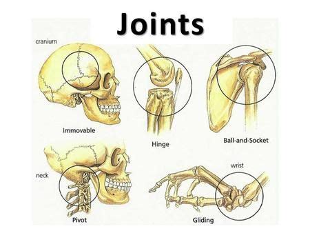 Joints.> | Joints in human body, Human body lesson plans, Joints anatomy