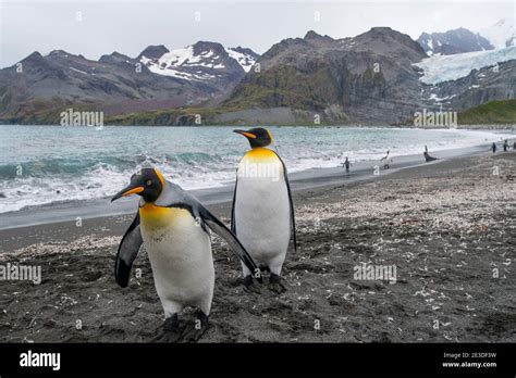 Gold harbour south georgia king penguins hi-res stock photography and images - Alamy