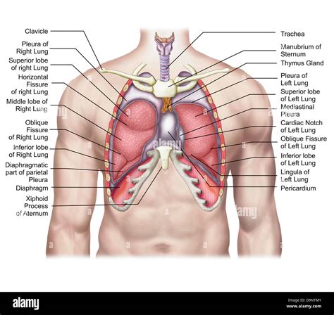 Cardiac notch hi-res stock photography and images - Alamy