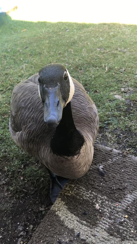 Goose hissing loud sound : geese