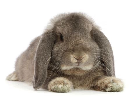 Grey Lop Bunny Lounging Stretched Photograph by Mark Taylor - Pixels