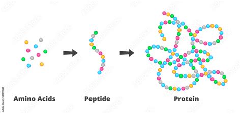 Vector scientific illustration of the structure of amino acids, peptides, and proteins. Peptides ...