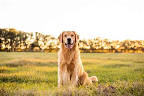 Top 7 Best Field Golden Retriever Breeders In The U.S.